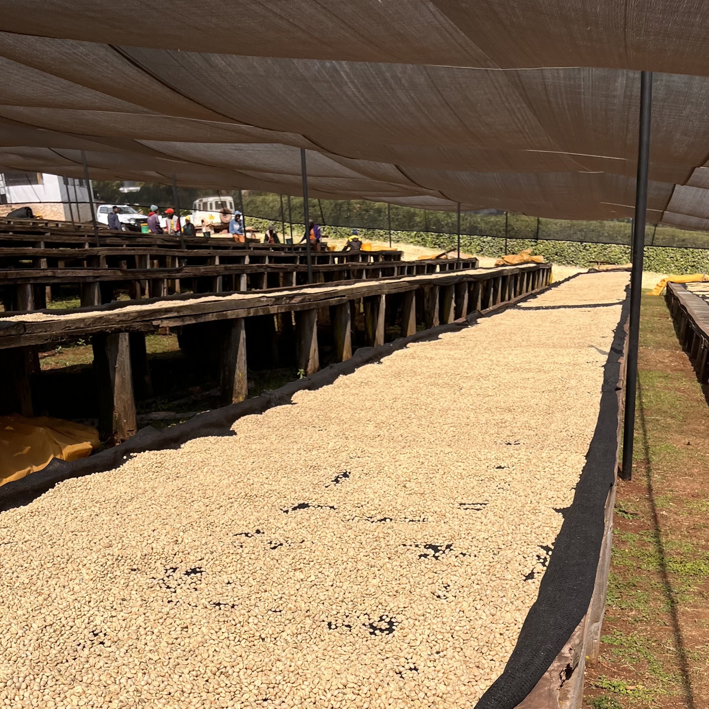 Tanzania Acacia Hills Pacamara Washed(25/26年クロップ) | ORIGIN